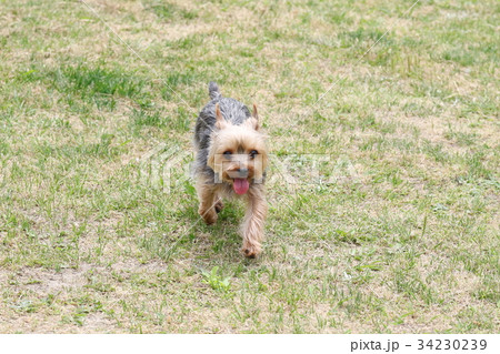 ヨークシャテリア ヨークシャテリア 34230239