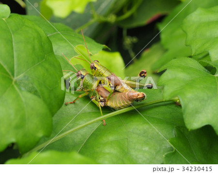 ヤマトフキバッタ ヤマトフキバッタ 34230415