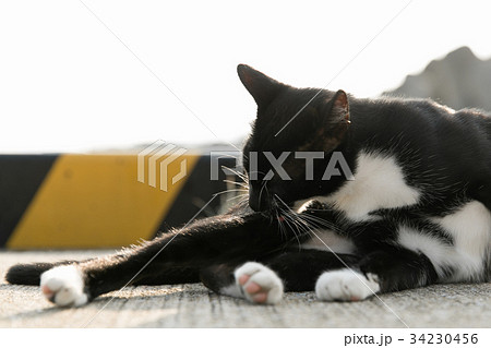 漁港で毛づくろいをするネコ 34230456