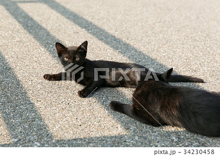 朝日を浴びる黒猫 朝日を浴びる黒猫 34230458