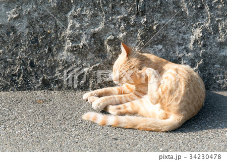 首を掻いている猫 34230478