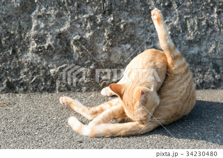 朝の下で毛づくろいをする猫 朝の下で毛づくろいをする猫 34230480