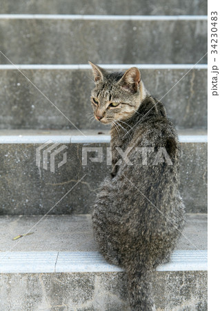 階段で振り返る猫 34230483