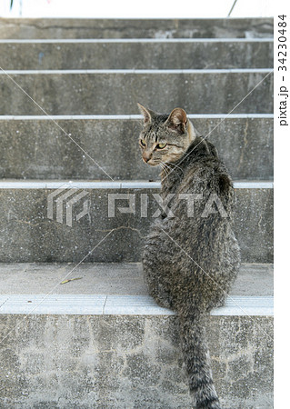 階段で振り返る猫の写真素材