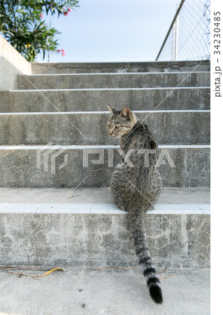 階段で振り返る猫 34230485
