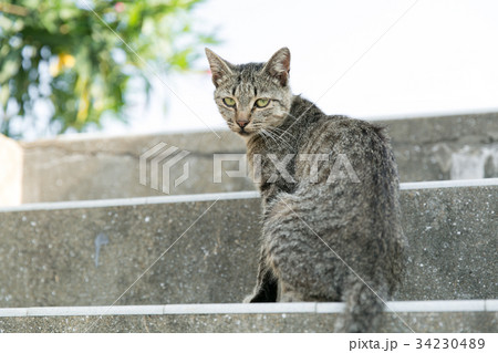 階段で振り返る猫の写真素材