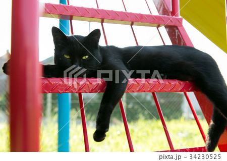 すべり台の階段で休む黒猫 すべり台の階段で休む黒猫 34230525