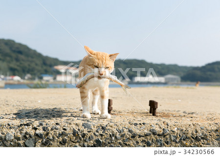 魚を咥えて歩く猫 34230566
