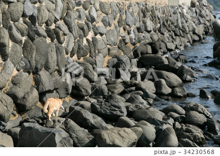 住処に魚を運ぶ猫 34230568