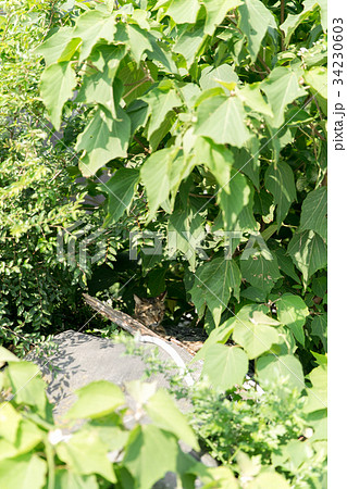 草木の影に身を隠す猫の写真素材