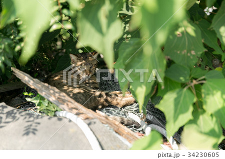 草木の影に身を隠す猫の写真素材