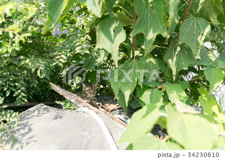 草木の影に身を隠す猫の写真素材