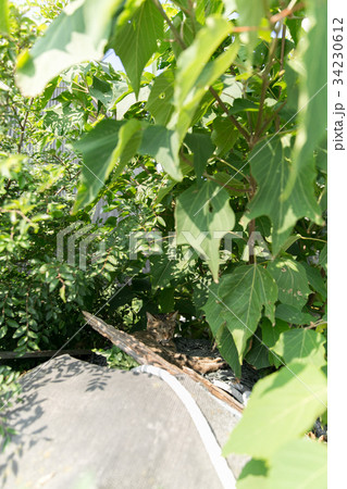 草木の影に身を隠す猫の写真素材