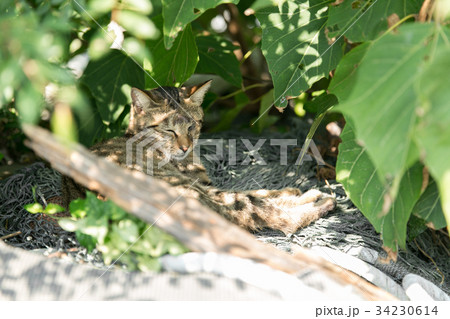 草木の影に身を隠す猫の写真素材