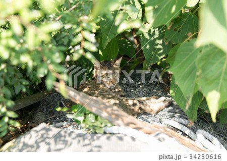 草木の影に身を隠す猫の写真素材