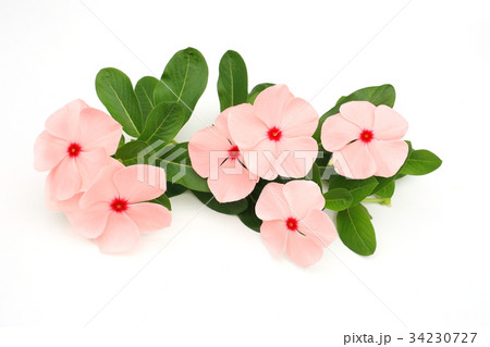 ニチニチソウ ニチニチソウ 34230727