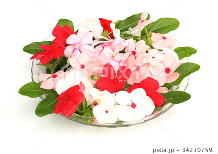 ニチニチソウ 34230759