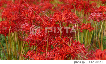 彼岸花 34230842