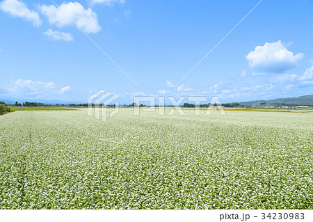 花が咲いたそば畑 花が咲いたそば畑 34230983