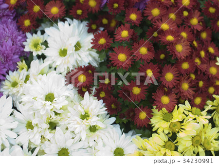 花 菊 自然 34230991