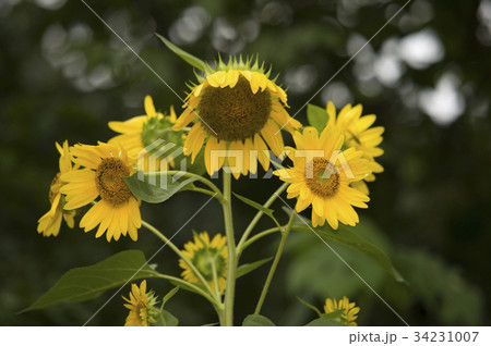 ヒマワリ 花 自然 34231007