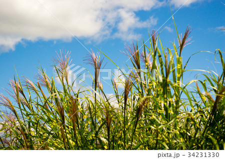 ススキと秋空 34231330