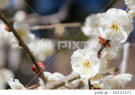 梅　初春 34231371