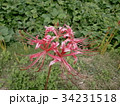 彼岸花と芋畑 34231518