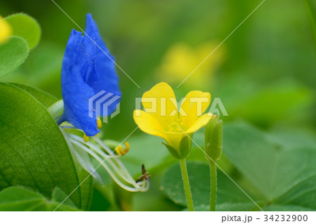 片喰と露草 34232900