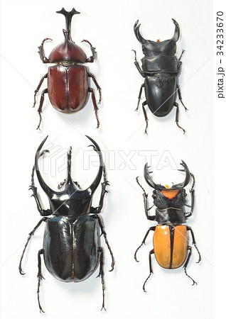 国産カブトムシ　国産オオクワガタ　コーカサスオオカブト　ラコダールツヤクワガタ　白背景 34233670