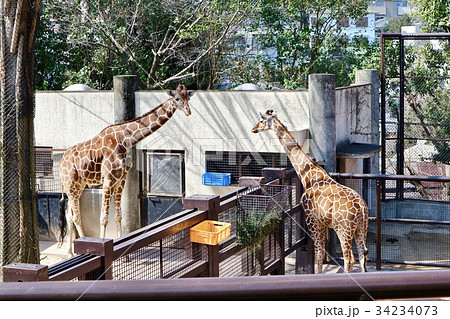 アミメキリン 34234073