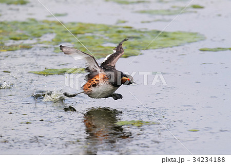 Black necked grebe in run 34234188