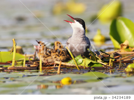 Mommy whiskered tern with two cute chicks 34234189