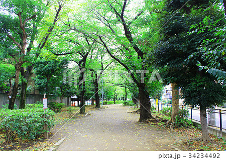 玉川上水旧水路  幡ヶ谷緑道 34234492