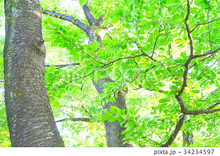 長岡市もみじ園の新緑 34234597