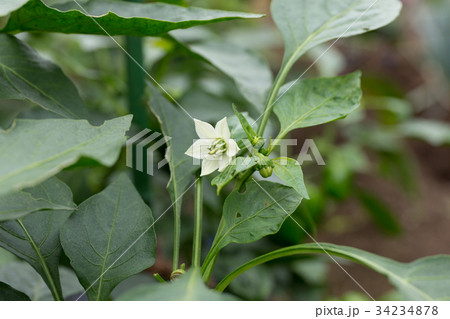 ピーマンの花 家庭菜園 の写真素材