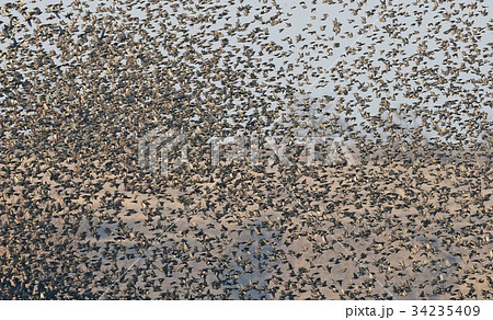 Large flock of common starling in sunrise Large flock of common starling in sunrise 34235409