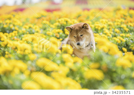 お花畑の柴犬 34235571
