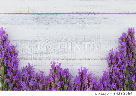 Violet liatris flowers on white wood background Violet liatris flowers on white wood background 34235664