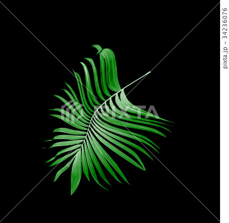 leaves of palm tree on black background leaves of palm tree on black background 34236076
