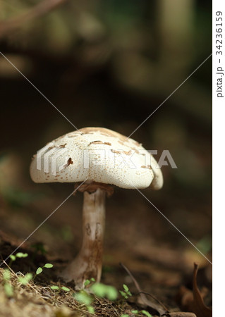 自然　植物　オオシロカラカサタケ、美味しそうですが食べてはいけません。相当な毒キノコです 34236159