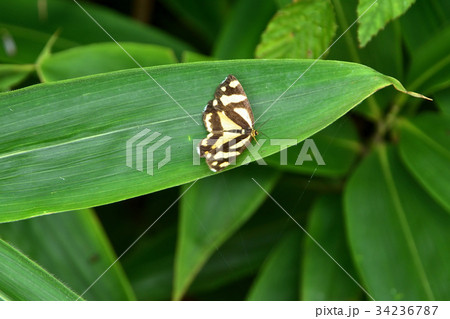 昼行性蛾 34236787