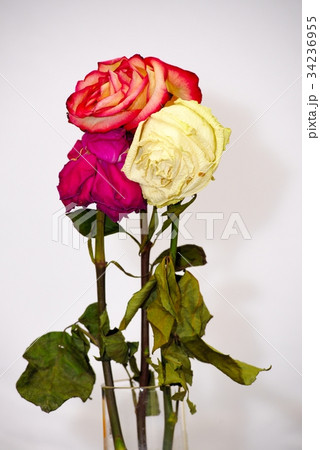 Faded three rose flowers Faded three rose flowers 34236955