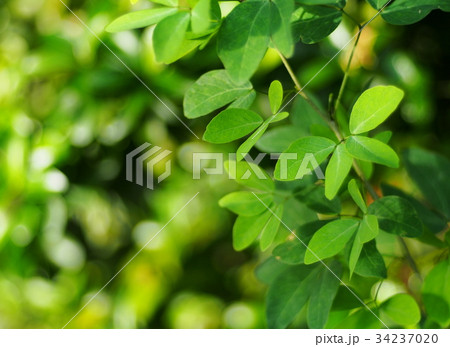 blur background from variety of green plant leaves blur background from variety of green plant leaves 34237020