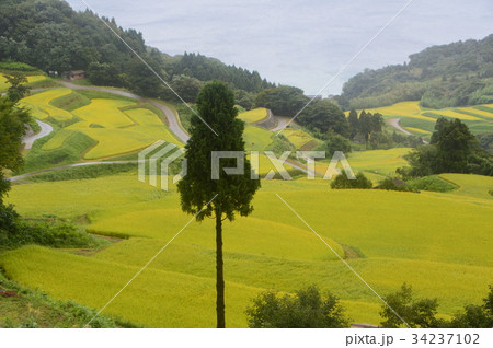 岩首昇竜棚田(新潟県佐渡市岩首地区) 岩首昇竜棚田(新潟県佐渡市岩首地区) 34237102