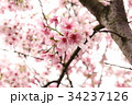 桜 さくら サクラ 34237126
