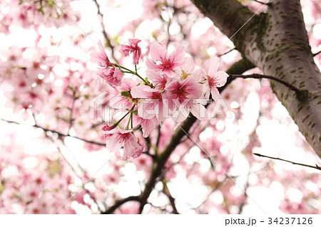 桜 さくら サクラ 34237126
