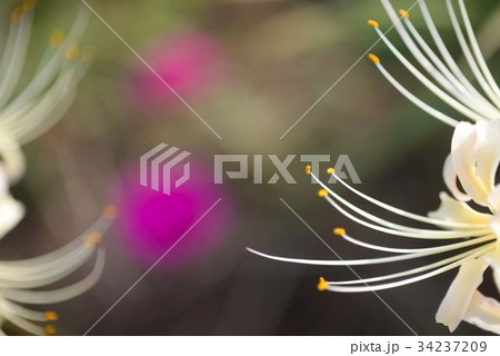 赤い花と白い彼岸花 赤い花と白い彼岸花 34237209