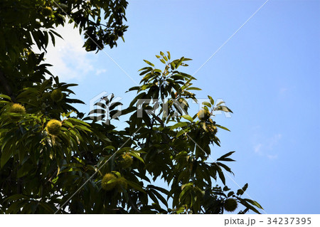 秋の背景素材　実をつけた栗の木 34237395
