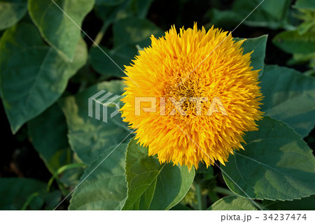 Sun Flower in the Garden 34237474